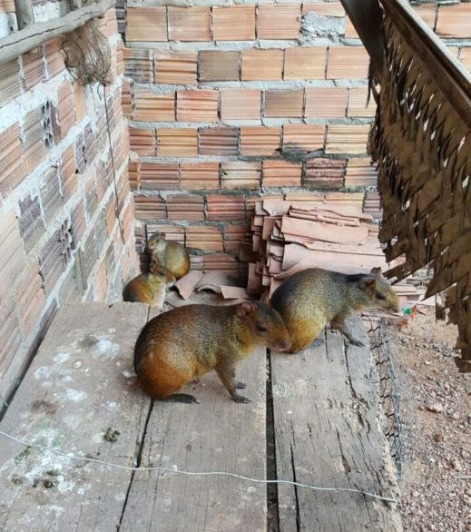 Animais silvestres encontrados pela PF durante a operação em Rosário